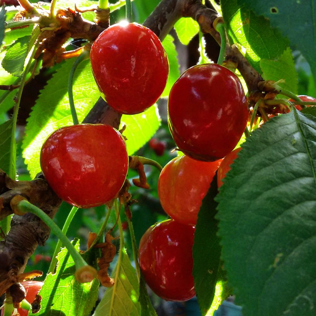 kirazli-koyu-kirazlari