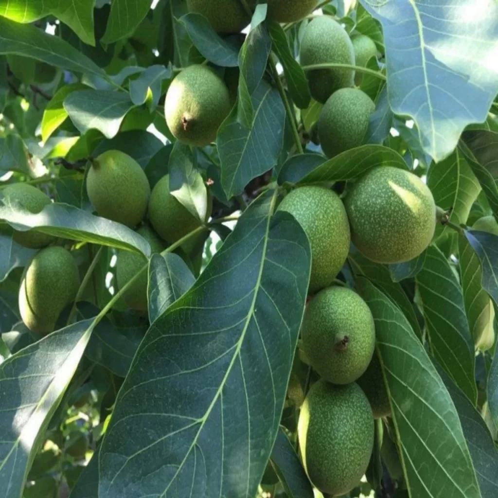 Chandler Ceviz Fidanı ile İlgili Herşey