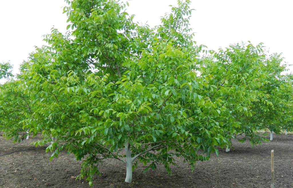 Güven Fidancılık Hakkında